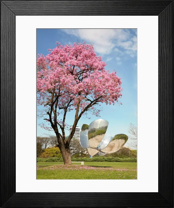 Framed Print : A flowering Pink trumpet tree (Handroanthus impetiginosus) with Floralis Generica in the background in spring, Recoleta, Buenos Aires, Argentina Framed Print : A flowering Pink trumpet tree (Handroanthus impetiginosus) with Floralis Generica in the background in spring, Recoleta, Buenos Aires, Argentina