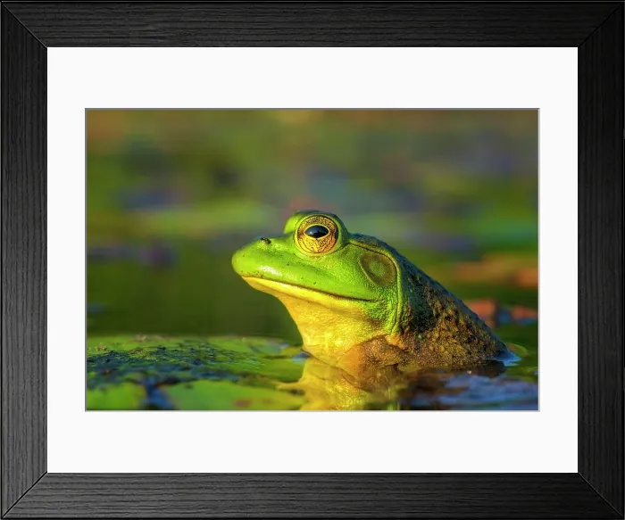 Framed Print : Bullfrog (Lithobates catesbeiana) in wetland on Horseshoe Lake, Muskoka, Ontario, Canada Framed Print : Bullfrog (Lithobates catesbeiana) in wetland on Horseshoe Lake, Muskoka, Ontario, Canada