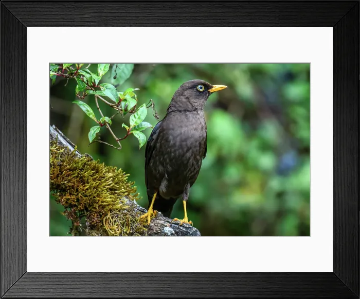 Framed Print : Sooty thrush (Turdus nigrescens) Framed Print : Sooty thrush (Turdus nigrescens)