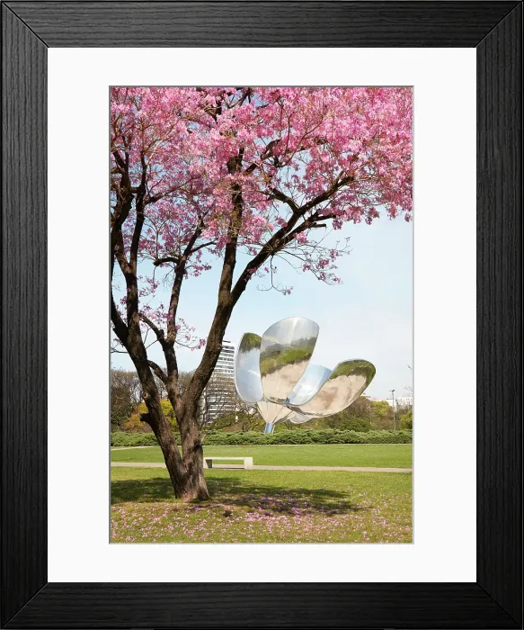 Framed Print : A flowering Pink trumpet tree (Handroanthus impetiginosus) with Floralis Generica in the background in spring, Recoleta, Buenos Aires, Argentina Framed Print : A flowering Pink trumpet tree (Handroanthus impetiginosus) with Floralis Generica in the background in spring, Recoleta, Buenos Aires, Argentina