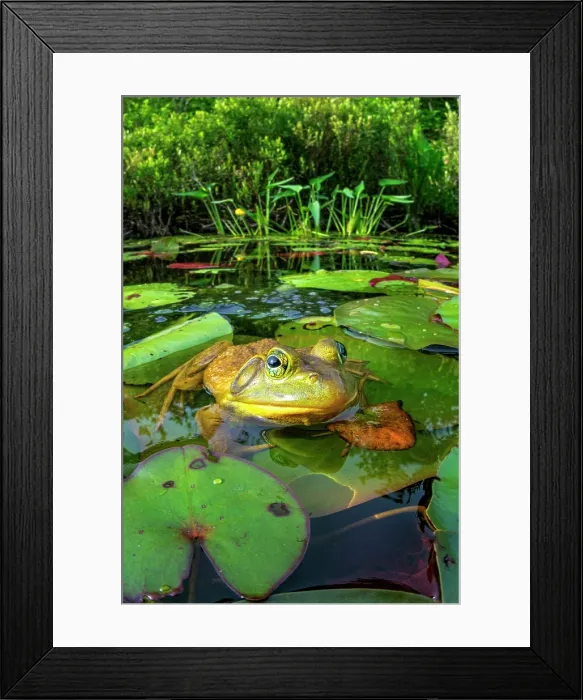 Framed Print : Bullfrog (Lithobates catesbeiana) in wetland on Horseshoe Lake, Muskoka, Ontario, Canada Framed Print : Bullfrog (Lithobates catesbeiana) in wetland on Horseshoe Lake, Muskoka, Ontario, Canada