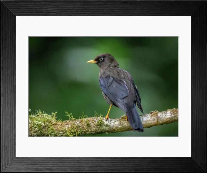 Framed Print : Sooty thrush (Turdus nigrescens) Framed Print : Sooty thrush (Turdus nigrescens)
