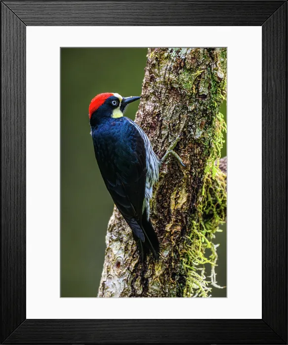Framed Print : Acorn woodpecker (Melanerpes formicivorus), Gema del Bosque hotel, Cartago Province, Costa Rica Framed Print : Acorn woodpecker (Melanerpes formicivorus), Gema del Bosque hotel, Cartago Province, Costa Rica