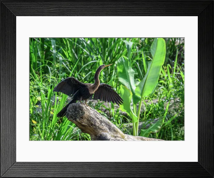 Framed Print : Anhinga (Anhinga anhinga) Drying wings on a riverbank Framed Print : Anhinga (Anhinga anhinga) Drying wings on a riverbank