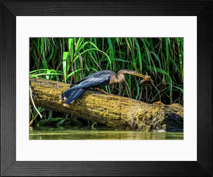 Framed Print : Anhinga (Anhinga anhinga) Swallowing fish prey, San Carlos River, Boca Tapada de San Carlos de Alajuela, Costa Rica Framed Print : Anhinga (Anhinga anhinga) Swallowing fish prey, San Carlos River, Boca Tapada de San Carlos de Alajuela, Costa Rica