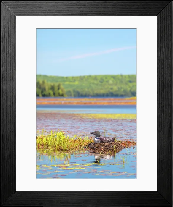 Framed Print : Common Loon (Gavia immer) on Lake Opeongo in Algonquin Provincial Park, Ontario, Canada Framed Print : Common Loon (Gavia immer) on Lake Opeongo in Algonquin Provincial Park, Ontario, Canada
