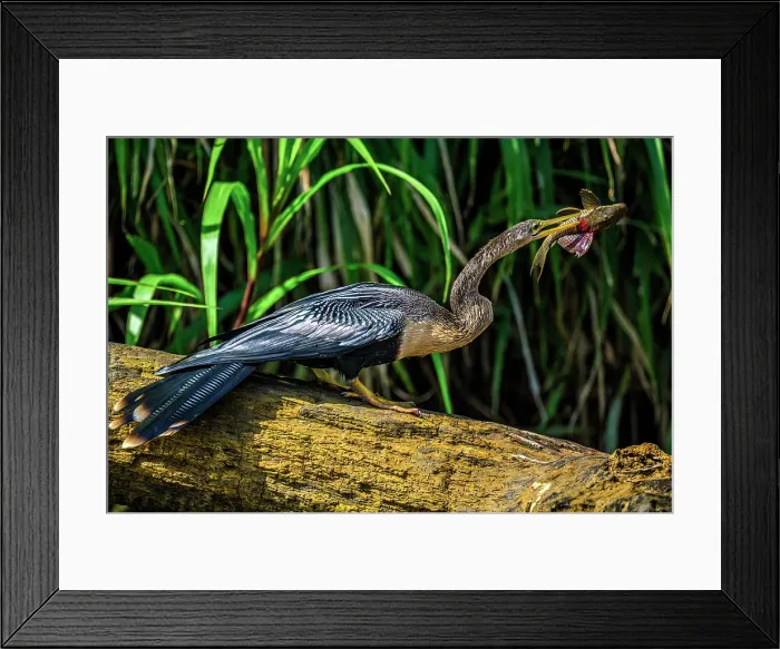 Framed Print : Anhinga (Anhinga anhinga) Swallowing fish prey, San Carlos River, Boca Tapada de San Carlos de Alajuela, Costa Rica Framed Print : Anhinga (Anhinga anhinga) Swallowing fish prey, San Carlos River, Boca Tapada de San Carlos de Alajuela, Costa Rica