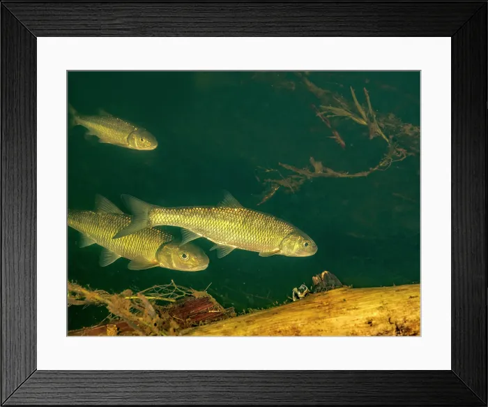 Framed Print : Creek Chub (Semotilus atromaculatus) in Eels Creek, Harcourt, Ontario, Canada Framed Print : Creek Chub (Semotilus atromaculatus) in Eels Creek, Harcourt, Ontario, Canada
