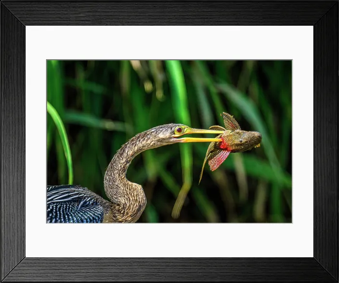 Framed Print : Anhinga (Anhinga anhinga) Swallowing fish prey, San Carlos River, Boca Tapada de San Carlos de Alajuela, Costa Rica Framed Print : Anhinga (Anhinga anhinga) Swallowing fish prey, San Carlos River, Boca Tapada de San Carlos de Alajuela, Costa Rica