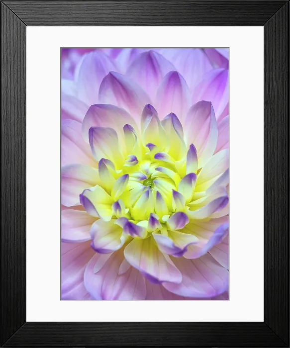 Framed Print : Dahlia blossom close-up, Thornton, Ontario, Canada Framed Print : Dahlia blossom close-up, Thornton, Ontario, Canada