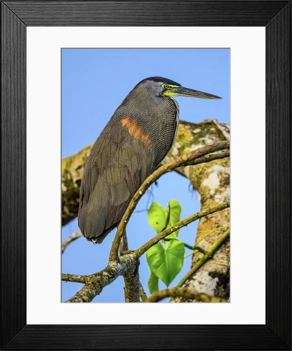 Framed Print : Bare-throated tiger heron (Tigrisoma mexicanum), San Carlos River, Boca Tapada de San Carlos de Alajuela, Costa Rica Framed Print : Bare-throated tiger heron (Tigrisoma mexicanum), San Carlos River, Boca Tapada de San Carlos de Alajuela, Costa Rica