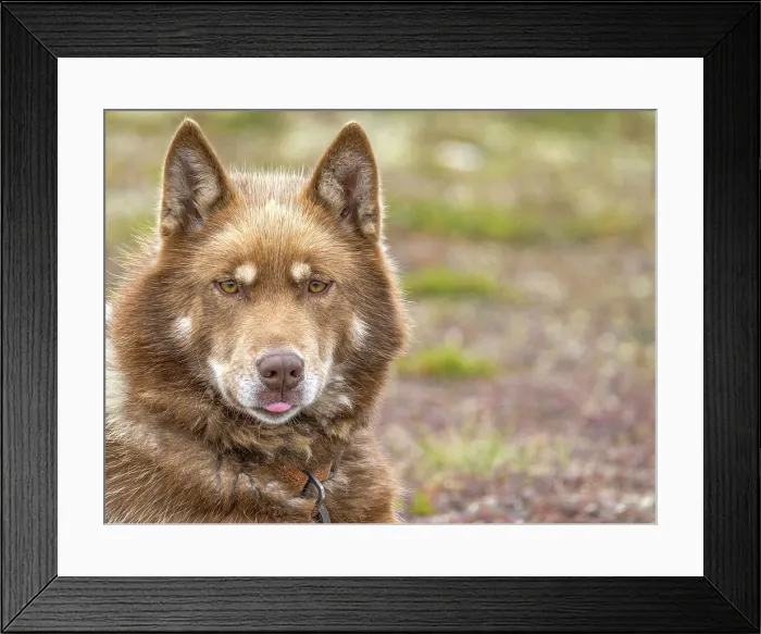 Framed Print : Inuit Sled Dog, Nunavik, Quebec, Canada Framed Print : Inuit Sled Dog, Nunavik, Quebec, Canada