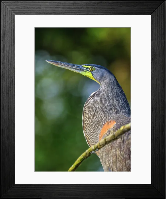 Framed Print : Bare-throated tiger heron (Tigrisoma mexicanum), San Carlos River, Boca Tapada de San Carlos de Alajuela, Costa Rica Framed Print : Bare-throated tiger heron (Tigrisoma mexicanum), San Carlos River, Boca Tapada de San Carlos de Alajuela, Costa Rica
