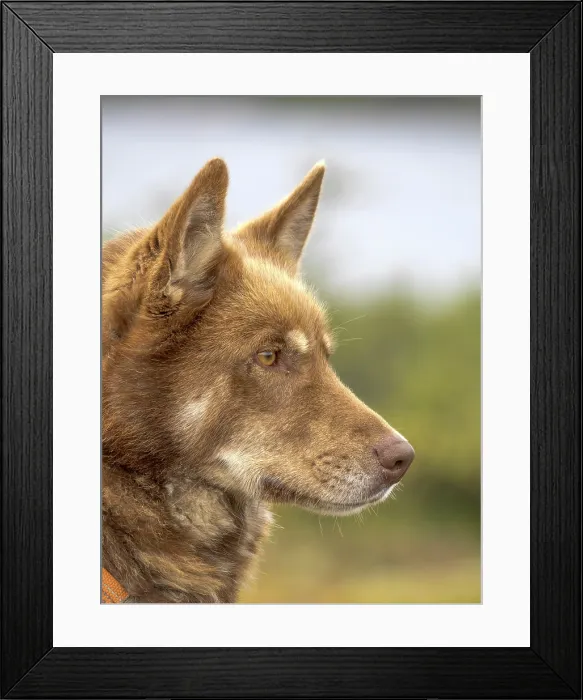 Framed Print : Inuit Sled Dog, Nunavik, Quebec, Canada Framed Print : Inuit Sled Dog, Nunavik, Quebec, Canada