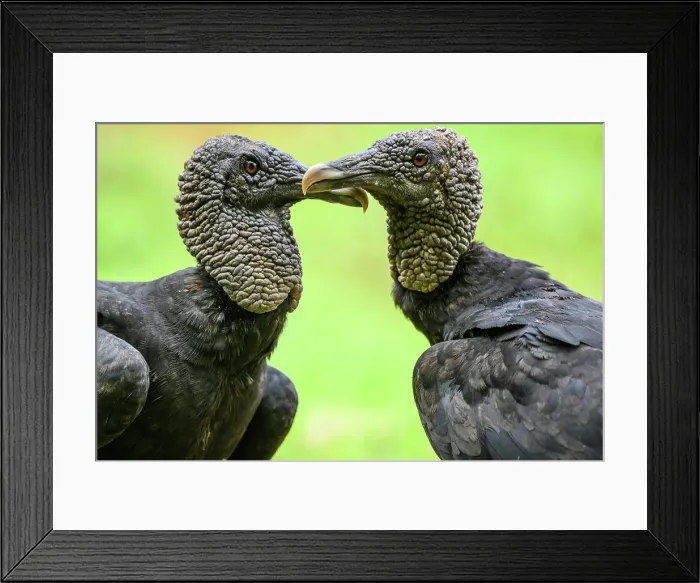 Framed Print : Black vulture (Coragyps atratus) Framed Print : Black vulture (Coragyps atratus)
