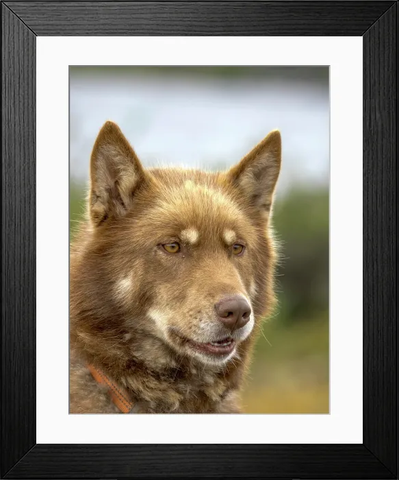 Framed Print : Inuit Sled Dog, Nunavik, Quebec, Canada Framed Print : Inuit Sled Dog, Nunavik, Quebec, Canada