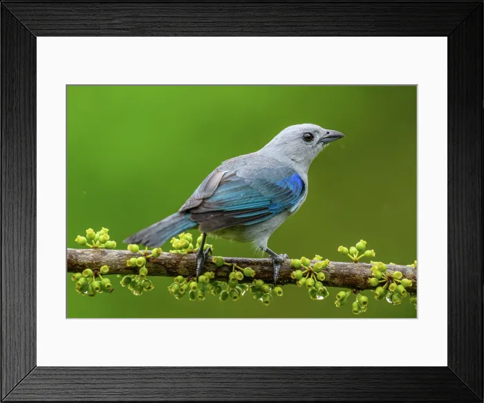 Framed Print : Blue-gray tanager (Thraupis episcopus) Framed Print : Blue-gray tanager (Thraupis episcopus)