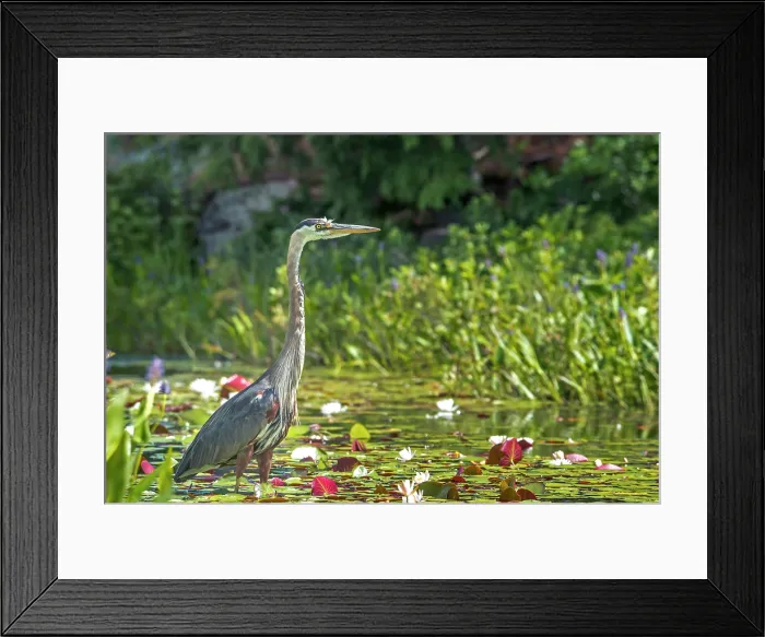 Framed Print : Great Blue Heron (Ardea herodias) in wetland on Horseshoe Lake near Muskoka, Ontario, Canada