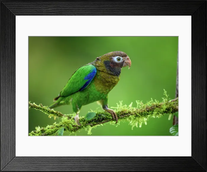 Framed Print : Brown-hooded parrot (Pyrilia haematotis) Framed Print : Brown-hooded parrot (Pyrilia haematotis)