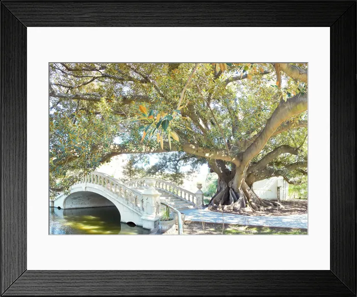 Framed Print : A gomero tree (Ficus Elastica or Rubber Tree) at the Buenos Aires EcoParque (Eco Park) in Palermo, Buenos Aires, Argentina Framed Print : A gomero tree (Ficus Elastica or Rubber Tree) at the Buenos Aires EcoParque (Eco Park) in Palermo, Buenos Aires, Argentina