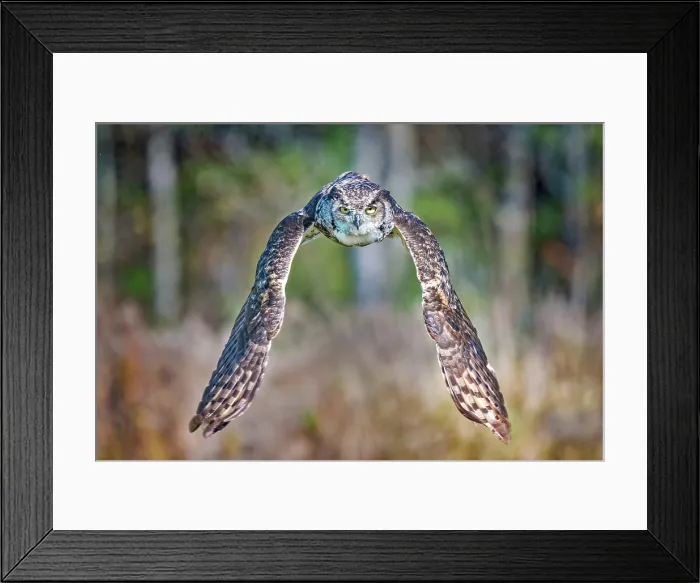 Framed Print : Great Horned Owl (Bubo virginianus) in flight. Captive Bred. Simcoe, Ontario, Canada Framed Print : Great Horned Owl (Bubo virginianus) in flight. Captive Bred. Simcoe, Ontario, Canada