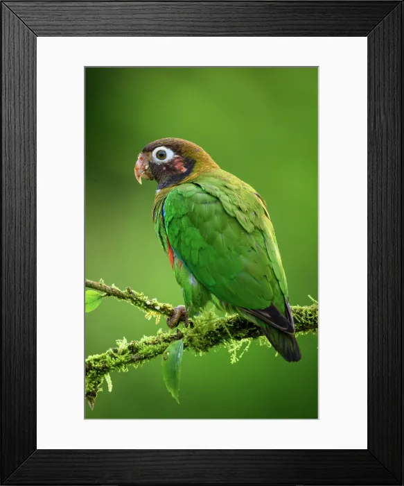 Framed Print : Brown-hooded parrot (Pyrilia haematotis) Framed Print : Brown-hooded parrot (Pyrilia haematotis)