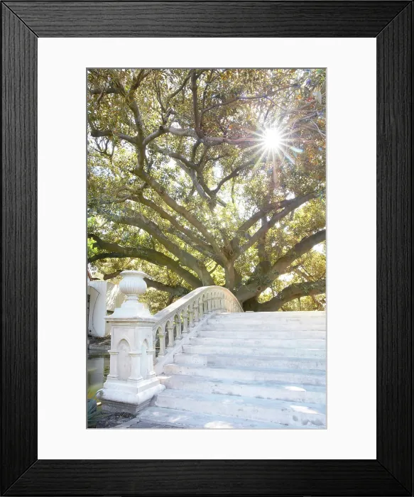 Framed Print : A gomero tree (Ficus Elastica or Rubber Tree) at the Buenos Aires EcoParque (Eco Park) in Palermo, Buenos Aires, Argentina Framed Print : A gomero tree (Ficus Elastica or Rubber Tree) at the Buenos Aires EcoParque (Eco Park) in Palermo, Buenos Aires, Argentina
