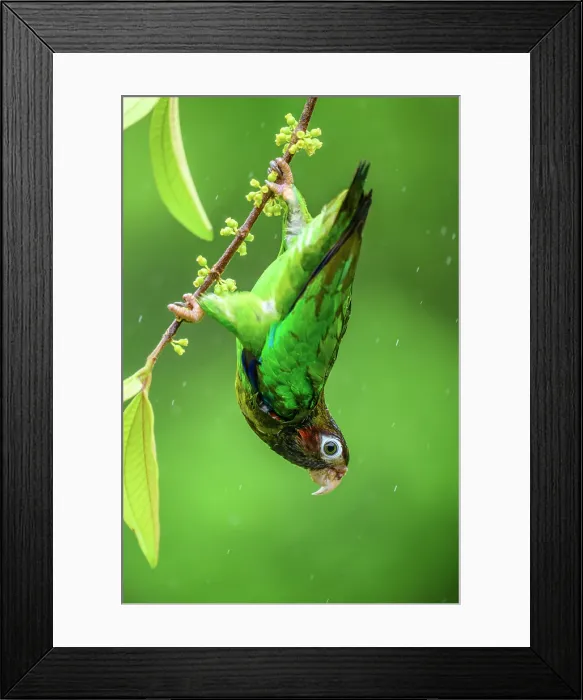 Framed Print : Brown-hooded parrot (Pyrilia haematotis) Framed Print : Brown-hooded parrot (Pyrilia haematotis)