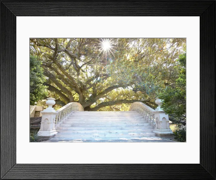 Framed Print : A gomero tree (Ficus Elastica or Rubber Tree) at the Buenos Aires EcoParque (Eco Park) in Palermo, Buenos Aires, Argentina Framed Print : A gomero tree (Ficus Elastica or Rubber Tree) at the Buenos Aires EcoParque (Eco Park) in Palermo, Buenos Aires, Argentina