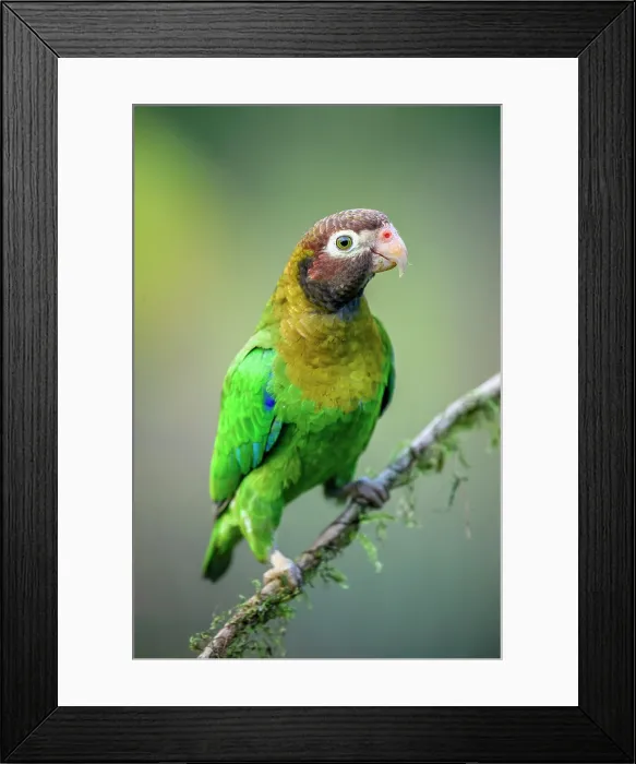 Framed Print : Brown-hooded parrot (Pyrilia haematotis) Framed Print : Brown-hooded parrot (Pyrilia haematotis)