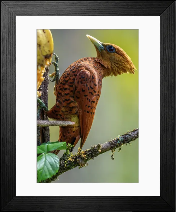 Framed Print : Chestnut woodpecker (Celeus elegans) Framed Print : Chestnut woodpecker (Celeus elegans)