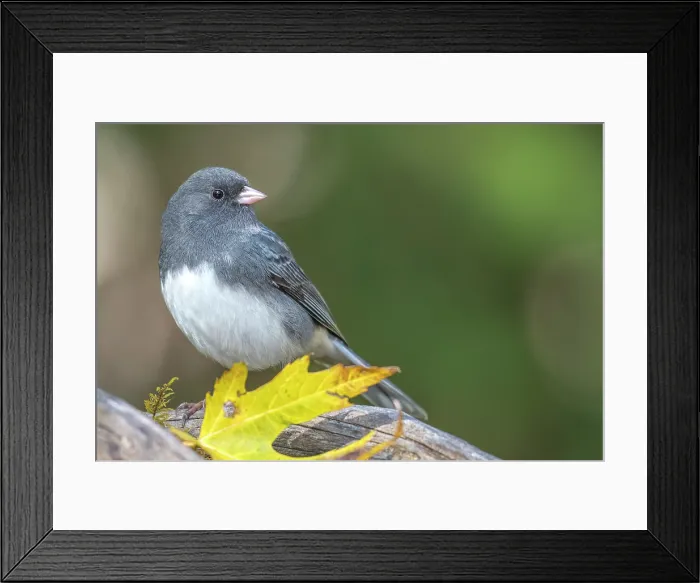 Framed Print : Dark-eyed Junco (Junco hyemalis), Thornton, Ontario, Canada Framed Print : Dark-eyed Junco (Junco hyemalis), Thornton, Ontario, Canada