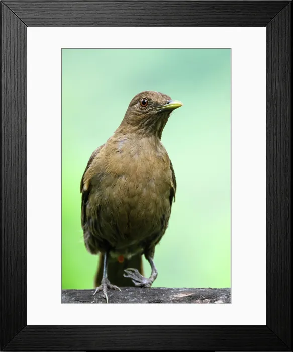 Framed Print : Clay-coloured thrush (Turdus grayii) Framed Print : Clay-coloured thrush (Turdus grayii)