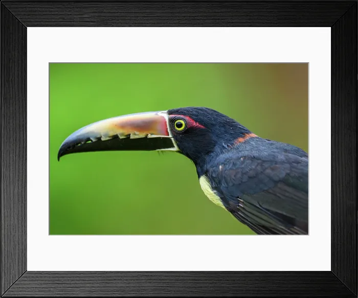 Framed Print : Collared aracari (Pteroglossus torquatus), Toucan Family, Costa Rica Framed Print : Collared aracari (Pteroglossus torquatus), Toucan Family, Costa Rica
