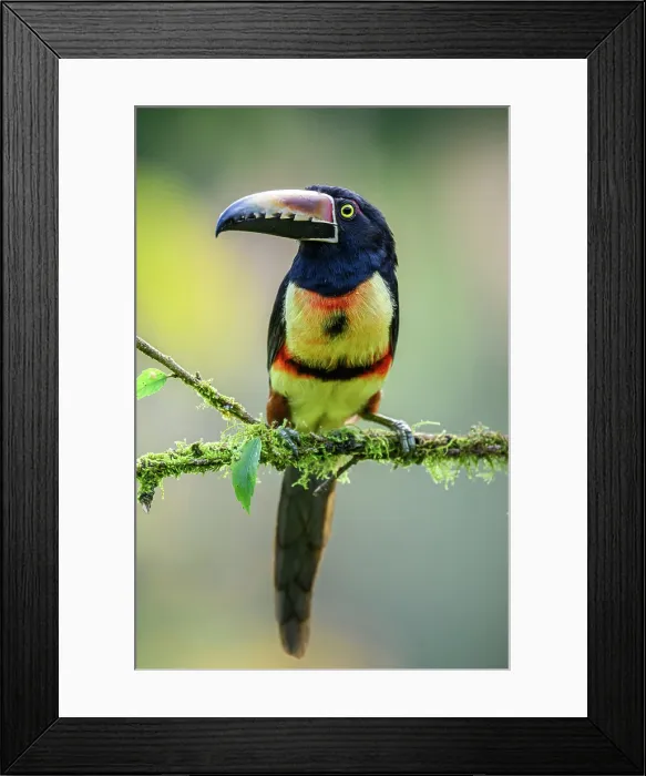 Framed Print : Collared aracari (Pteroglossus torquatus), Toucan Family, Costa Rica Framed Print : Collared aracari (Pteroglossus torquatus), Toucan Family, Costa Rica