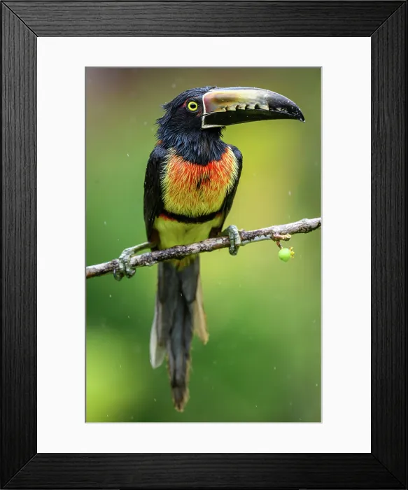Framed Print : Collared aracari (Pteroglossus torquatus), Toucan Family, Costa Rica Framed Print : Collared aracari (Pteroglossus torquatus), Toucan Family, Costa Rica