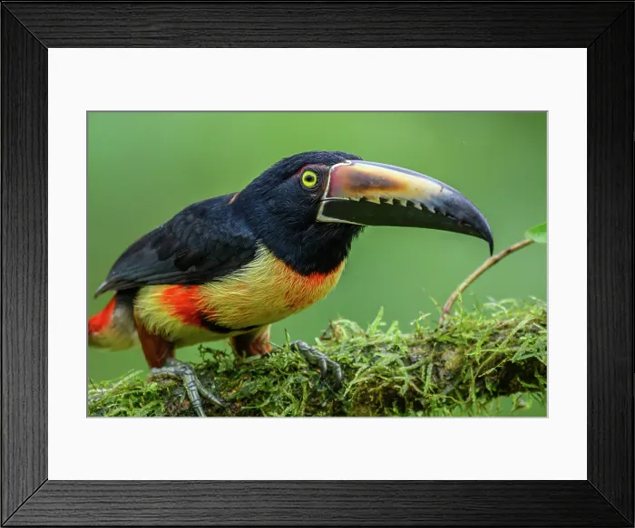 Framed Print : Collared aracari (Pteroglossus torquatus), Toucan Family, Costa Rica Framed Print : Collared aracari (Pteroglossus torquatus), Toucan Family, Costa Rica