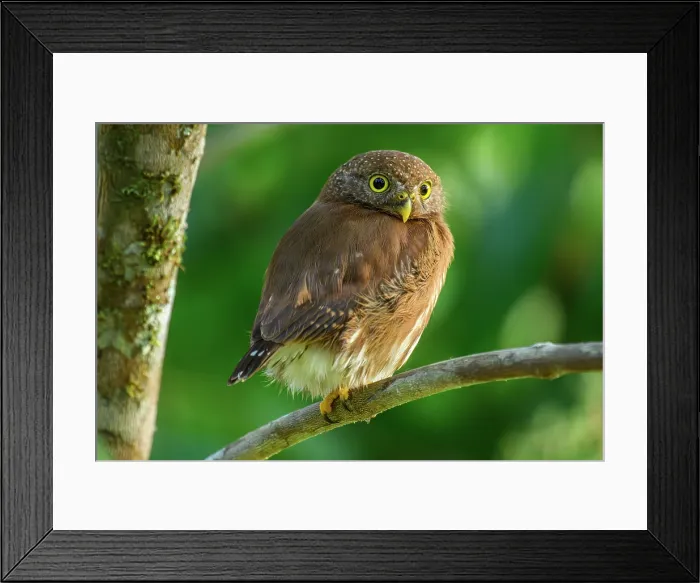 Framed Print : Costa Rican Pygmy-Owl (Glaucidium costaricanum) Framed Print : Costa Rican Pygmy-Owl (Glaucidium costaricanum)