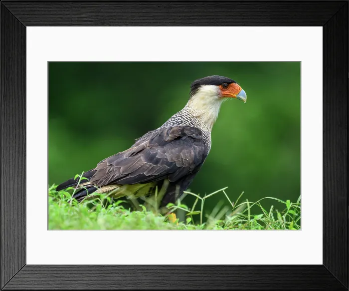 Framed Print : Crested Caracara (Caracara plancus) Framed Print : Crested Caracara (Caracara plancus)