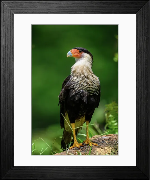 Framed Print : Crested Caracara (Caracara plancus) Framed Print : Crested Caracara (Caracara plancus)