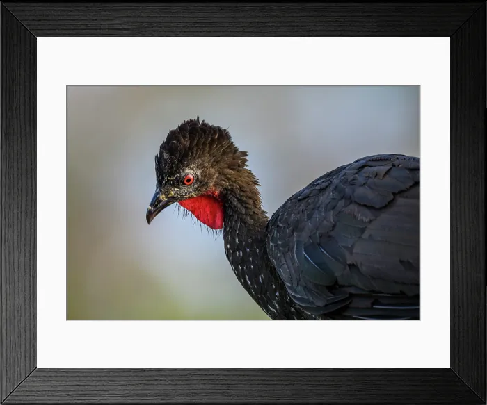 Framed Print : Dusky-legged Guan (Penelope obscura) Framed Print : Dusky-legged Guan (Penelope obscura)