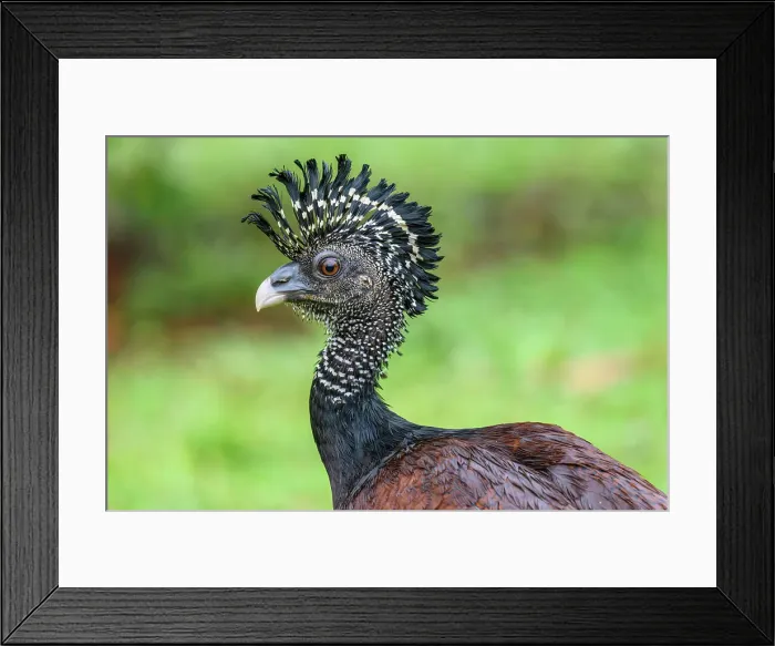 Framed Print : Great curassow (Crax rubra) Female Framed Print : Great curassow (Crax rubra) Female