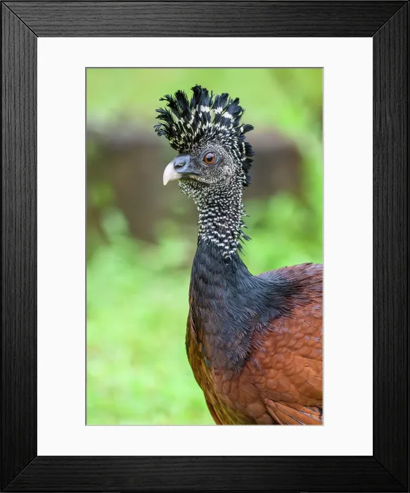 Framed Print : Great curassow (Crax rubra) Female Framed Print : Great curassow (Crax rubra) Female