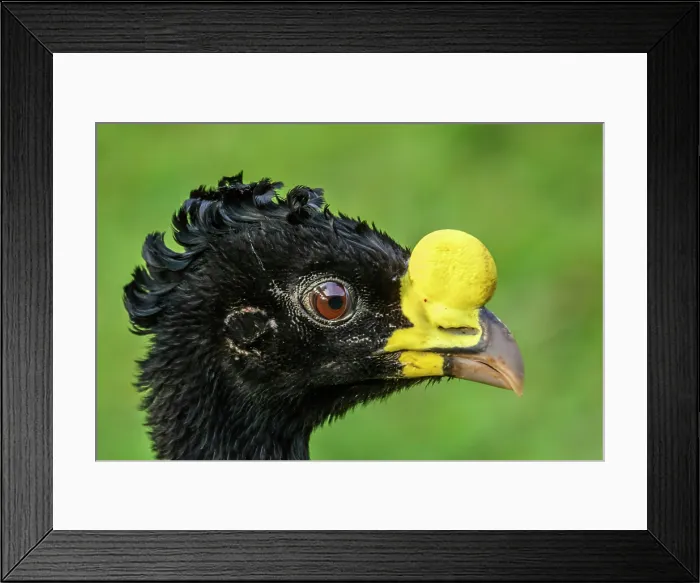 Framed Print : Great curassow (Crax rubra) Male