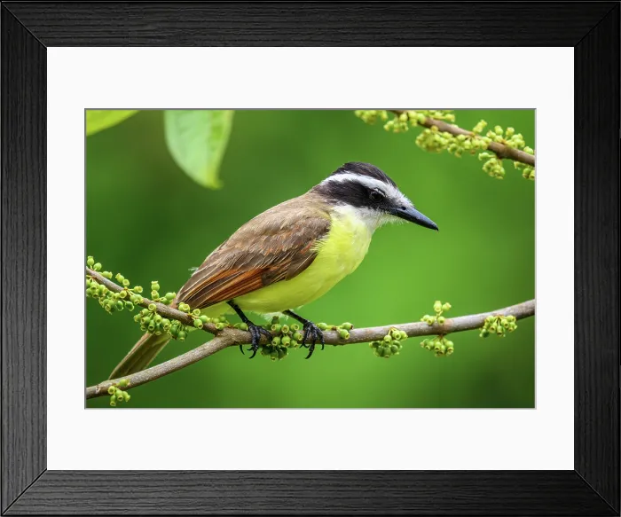 Framed Print : Great kiskadee (Pitangus sulphuratus) Framed Print : Great kiskadee (Pitangus sulphuratus)