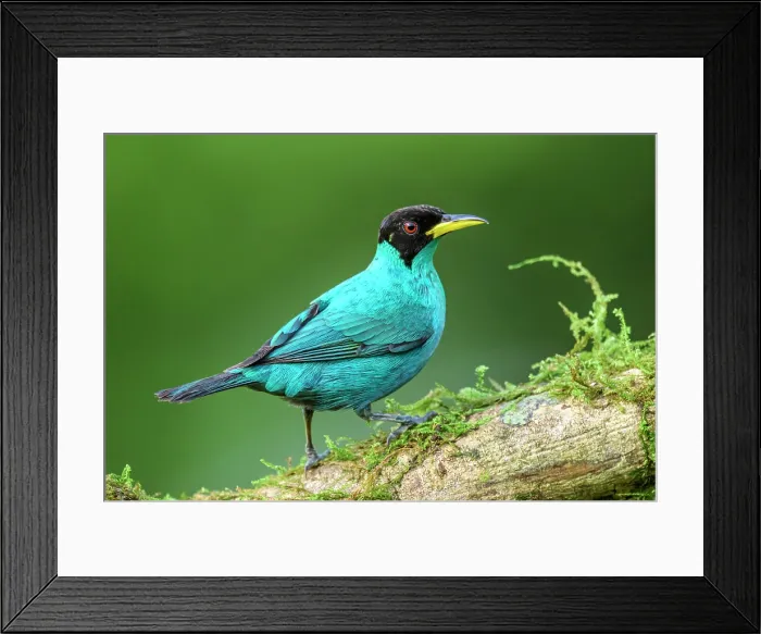 Framed Print : Green honeycreeper (Chlorophanes spiza)