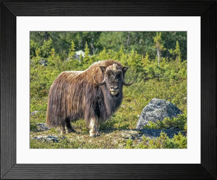 Framed Print : Muskox (Ovibos moschatus), Nunavik, Quebec, Canada Framed Print : Muskox (Ovibos moschatus), Nunavik, Quebec, Canada
