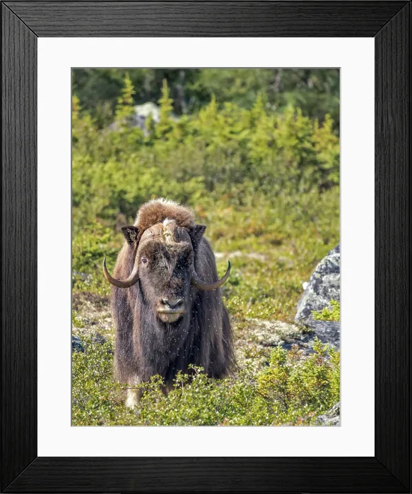 Framed Print : Muskox (Ovibos moschatus), Nunavik, Quebec, Canada Framed Print : Muskox (Ovibos moschatus), Nunavik, Quebec, Canada