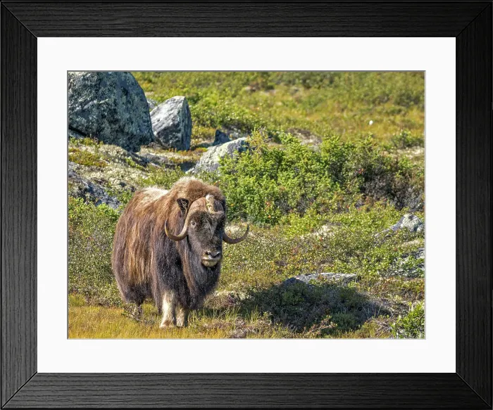 Framed Print : Muskox (Ovibos moschatus), Nunavik, Quebec, Canada Framed Print : Muskox (Ovibos moschatus), Nunavik, Quebec, Canada