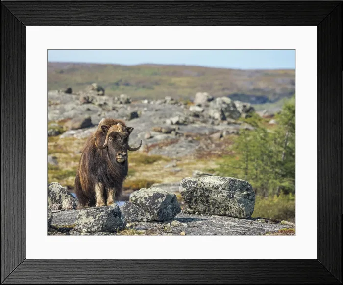 Framed Print : Muskox (Ovibos moschatus), Nunavik, Quebec, Canada Framed Print : Muskox (Ovibos moschatus), Nunavik, Quebec, Canada